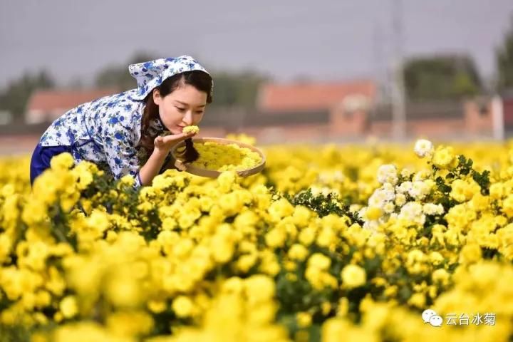 云臺冰菊基地發(fā)生了什么？一批批領導專家團隊前來！