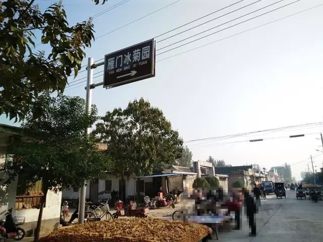 如何找到云臺冰菊？怎樣找到云臺冰菊？