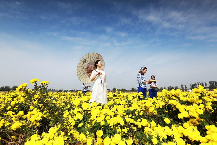 云臺(tái)冰菊綠色種植基地景區(qū)